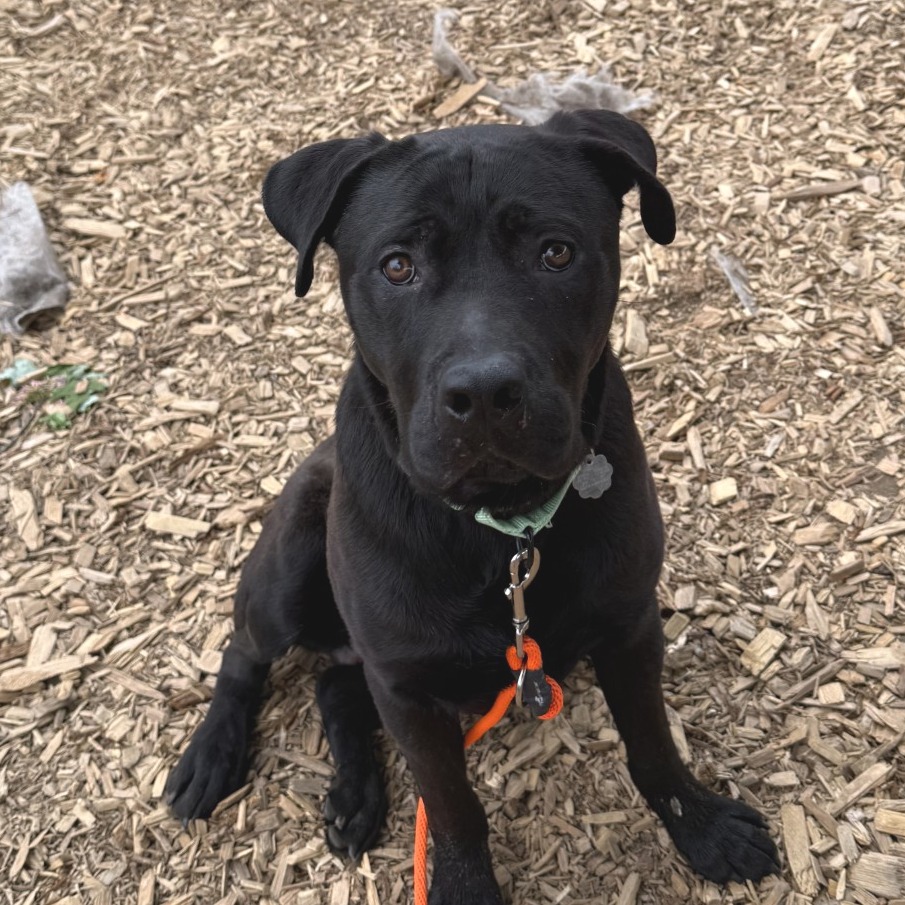 Max