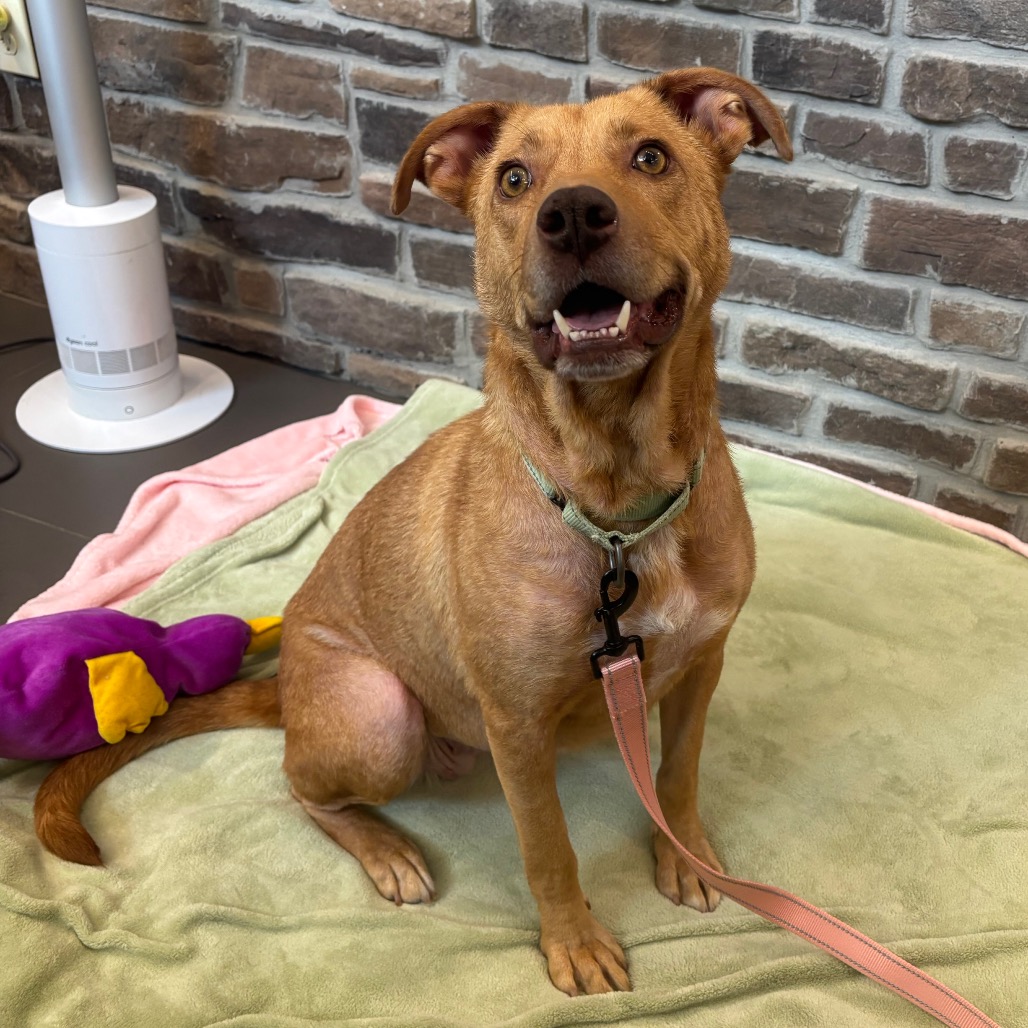 ELSIA - Mixed Breed (Medium) available for adoption