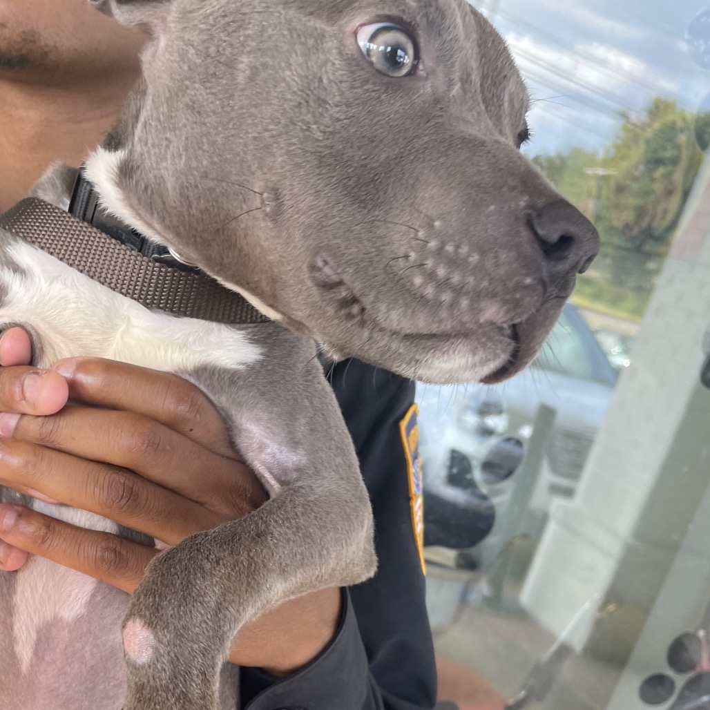 Ghost — thumbnail 2