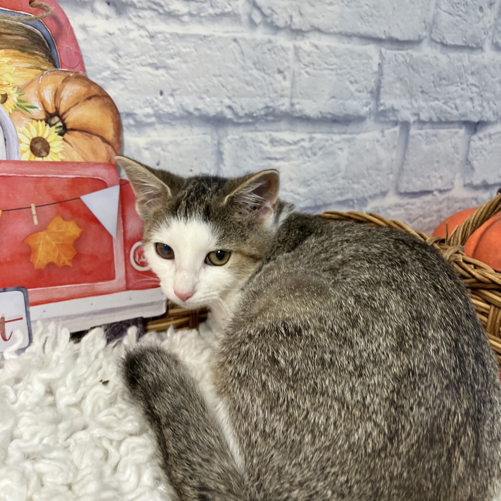 Wilma, photo 4
