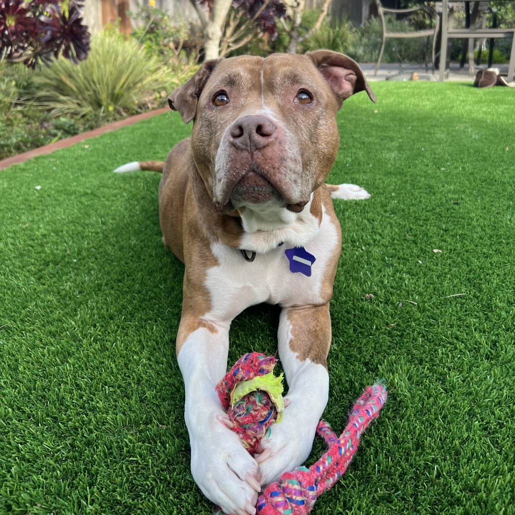 Gertrude — thumbnail 5