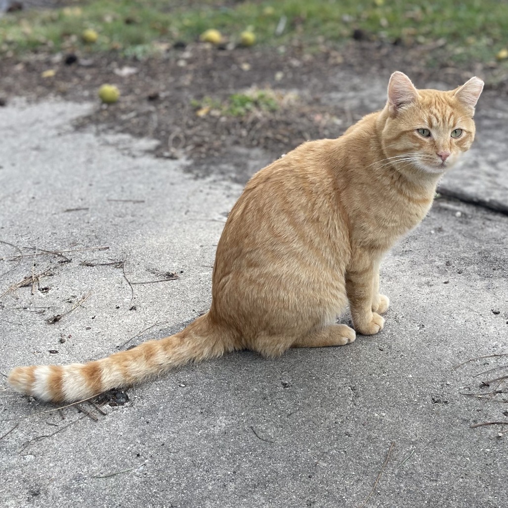 Silas — thumbnail 4