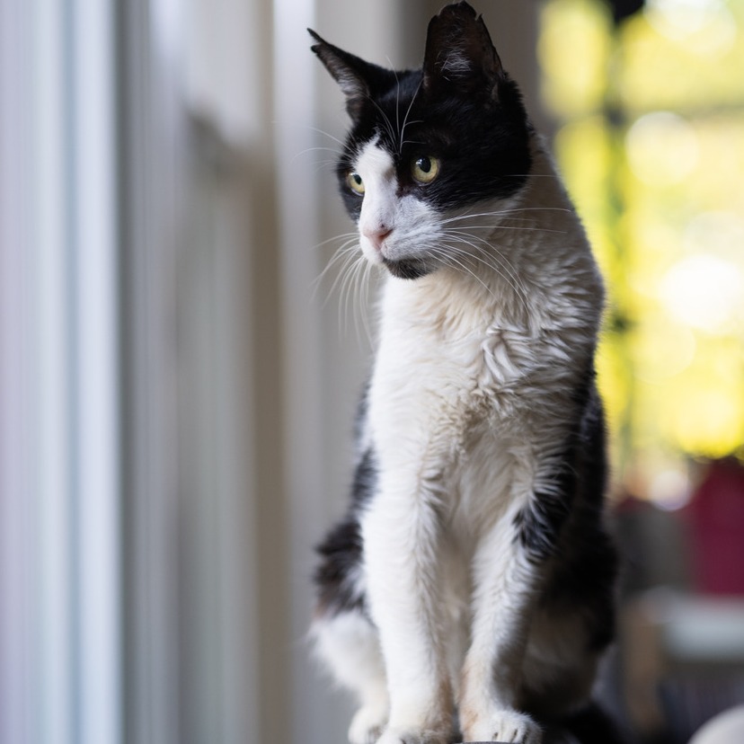 Sox - Domestic Shorthair