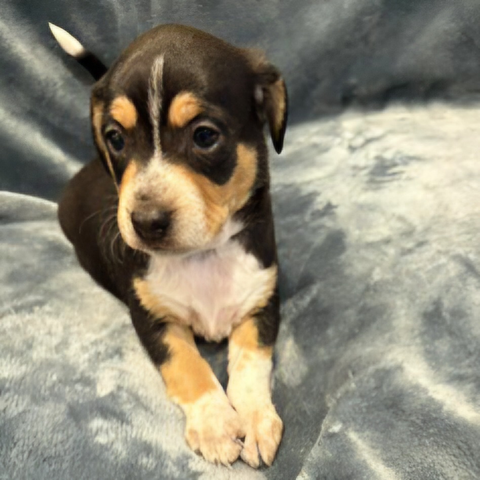 Pippi Pup Astrid