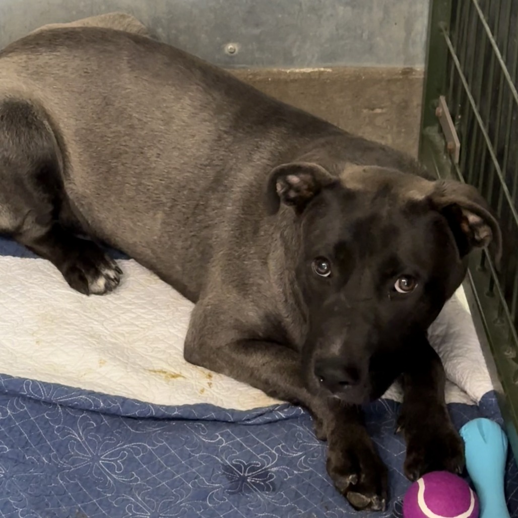Sterling, adoptable at Endless Pawsibilities