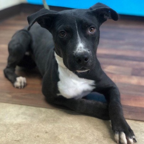 Photo of Ace
