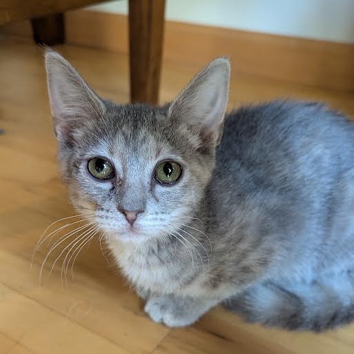 MUSHI - Domestic Shorthair available for adoption