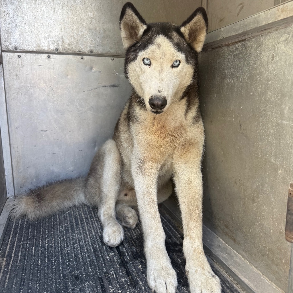 WALTER - Husky available for adoption