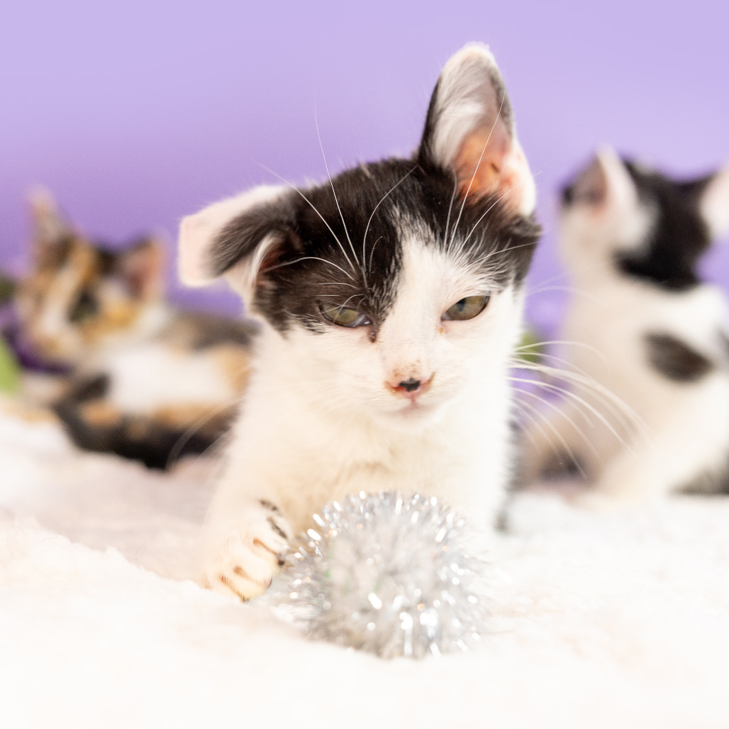 Cole — thumbnail 4