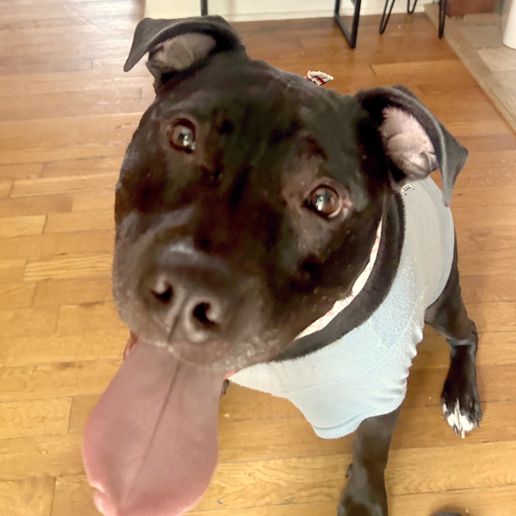 Bowser, photo 38