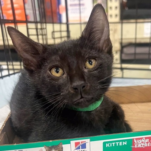 CHAR - Domestic Shorthair available for adoption