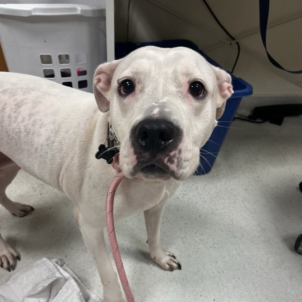 CHLOE - Terrier / American Pit Bull available for adoption