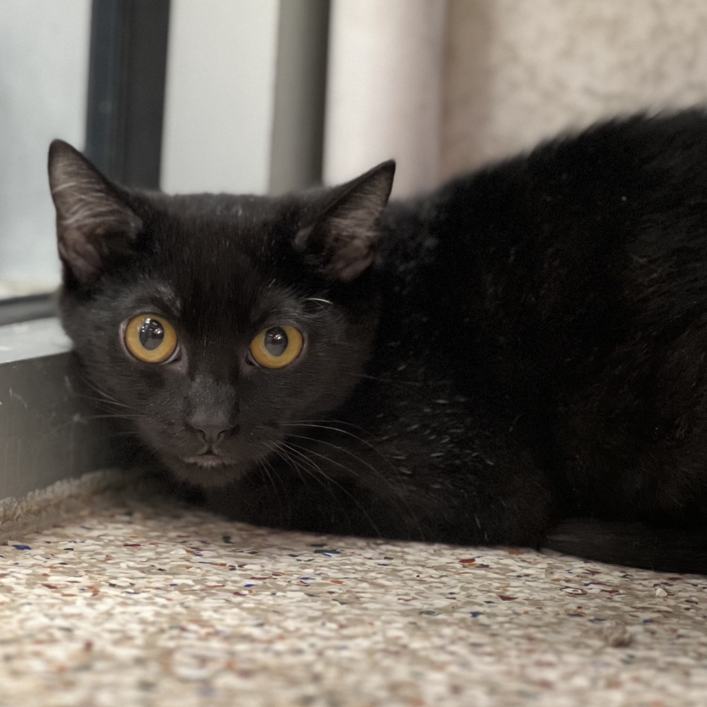 FIJI (661521) - Domestic Medium Hair available for adoption