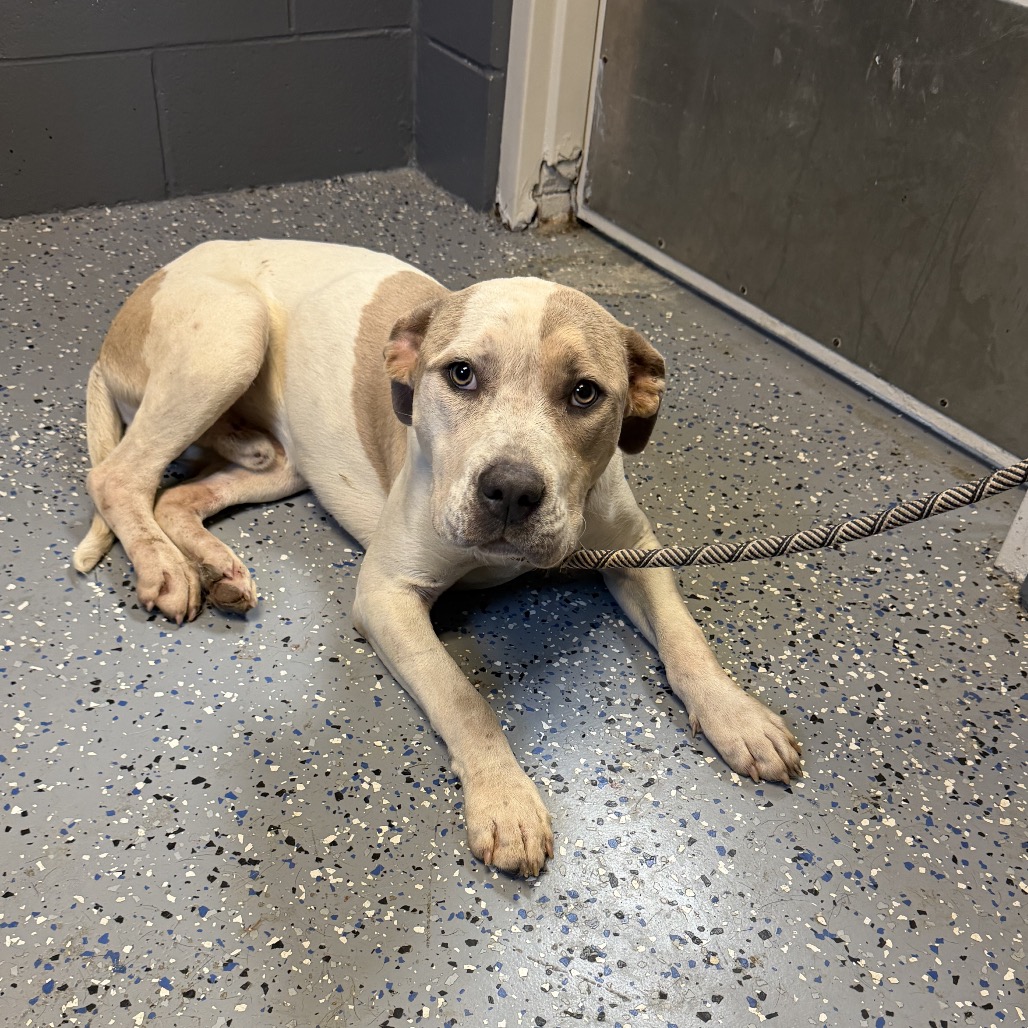 Tusc Stray 84857 2