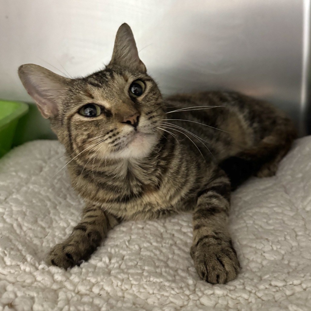 CARRIE - Domestic Shorthair available for adoption