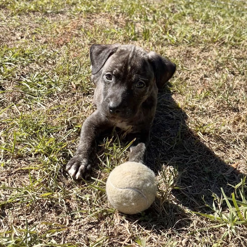 Rolo, photo 6