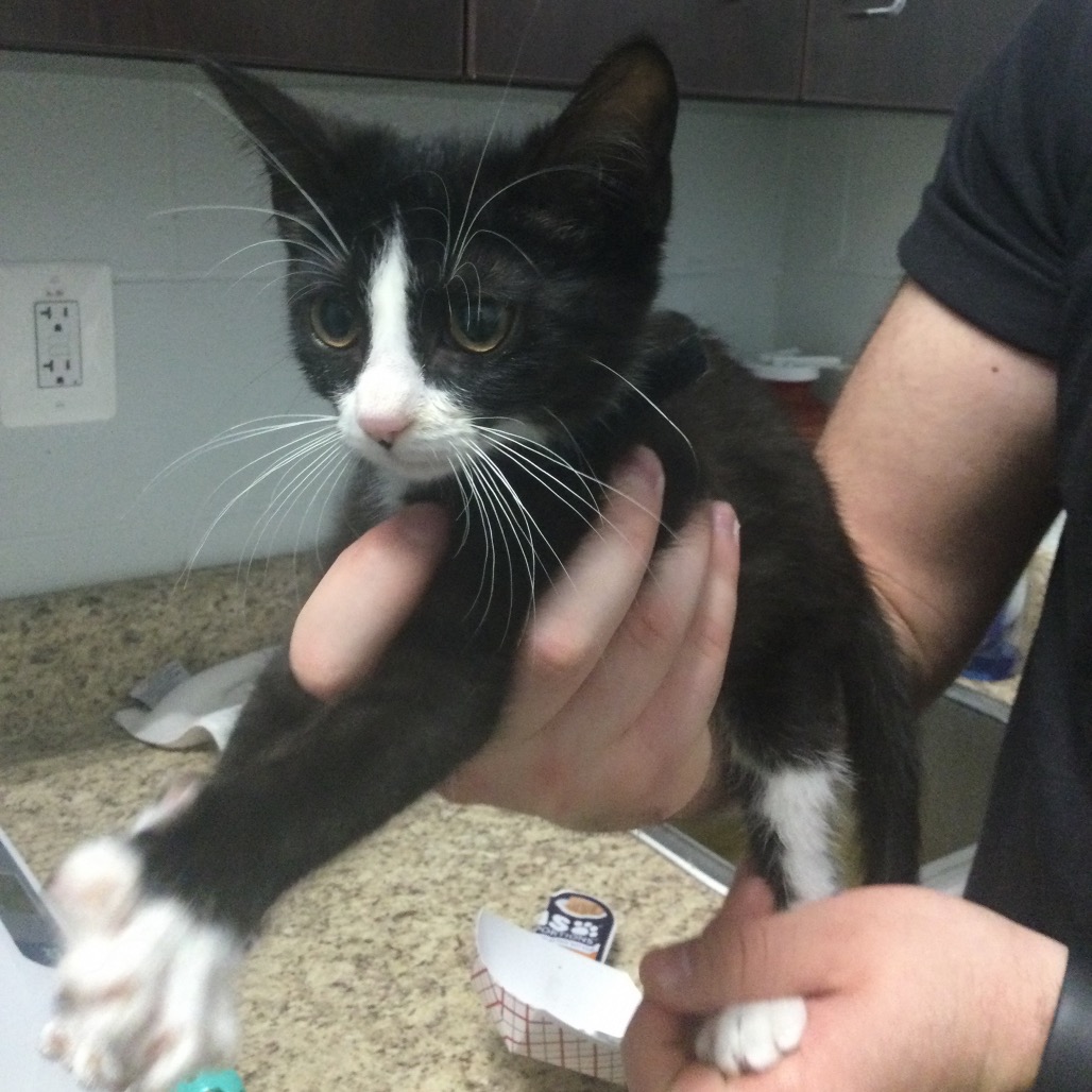 WANDA (BLACK COLLAR) - Domestic Shorthair available for adoption