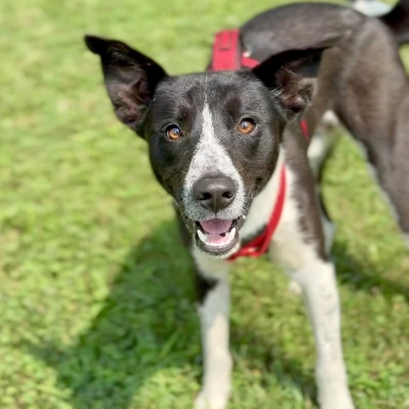 GATOR - Mixed Breed (Medium) available for adoption