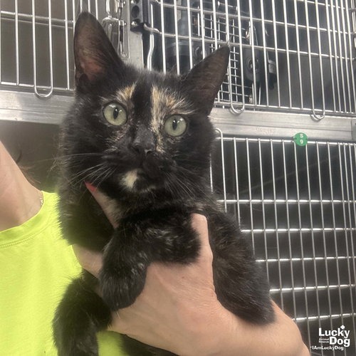MALLORY - Domestic Medium Hair available for adoption