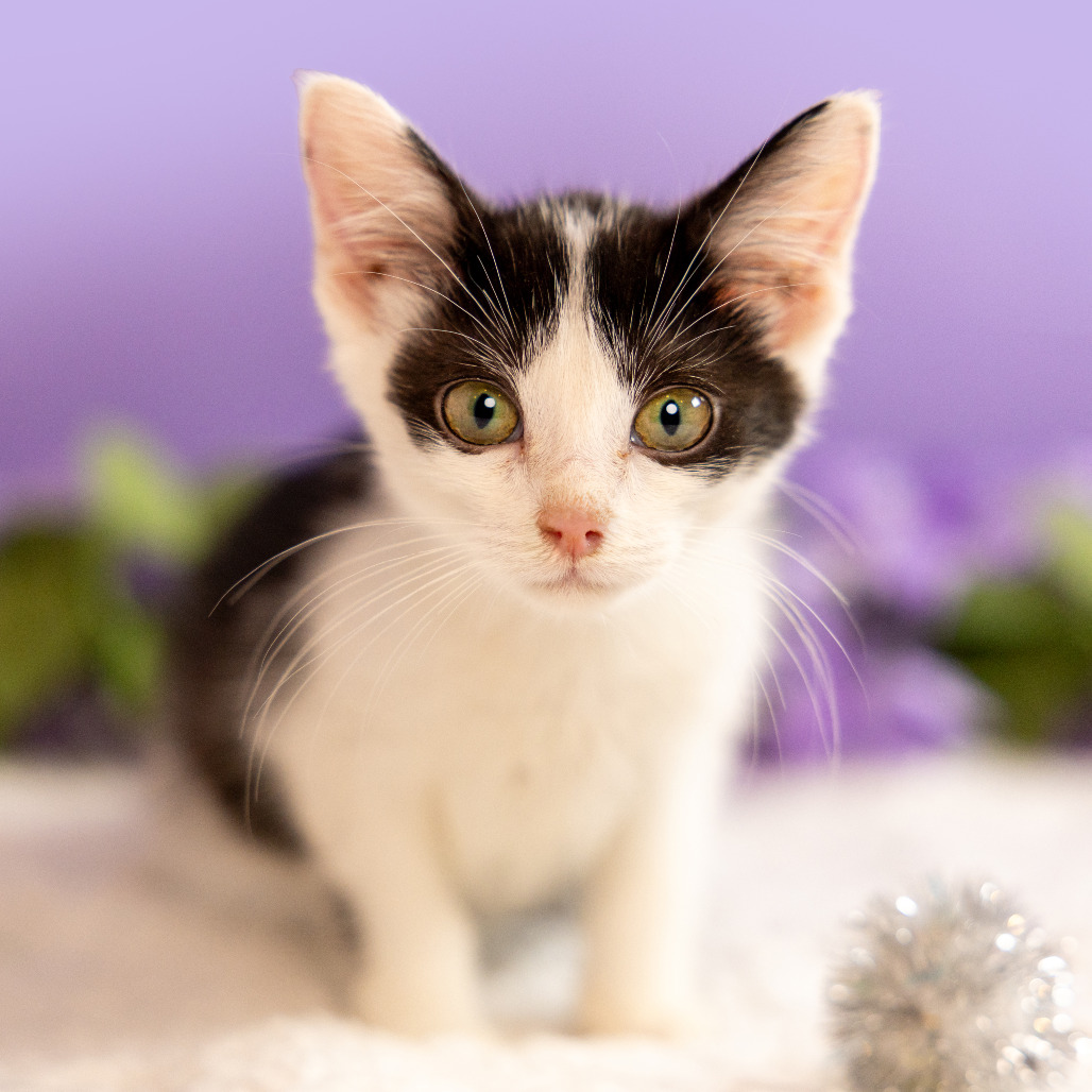 Moopsy — thumbnail 4