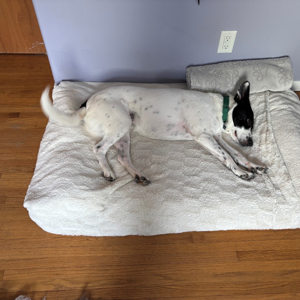 Brie--In Foster, photo 10