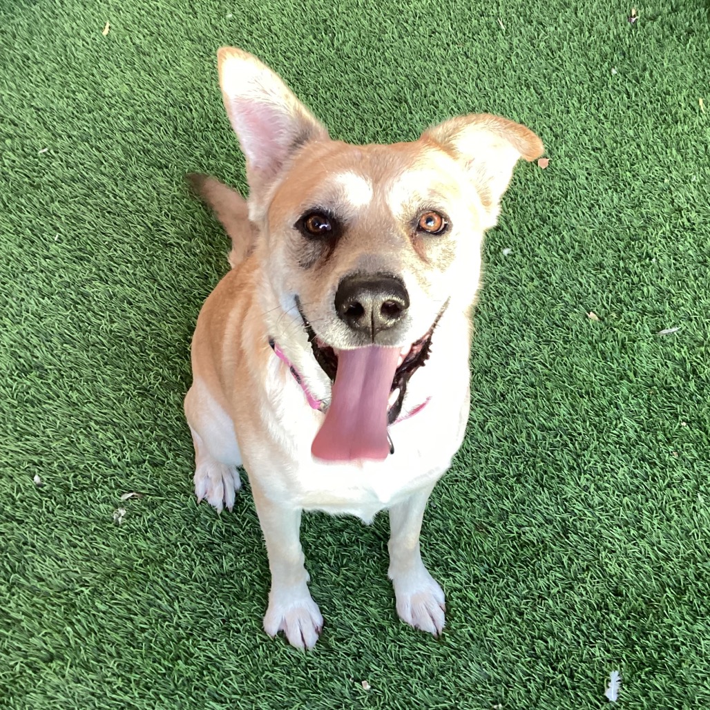 EZRI - Shepherd / Mixed Breed (Medium) available for adoption