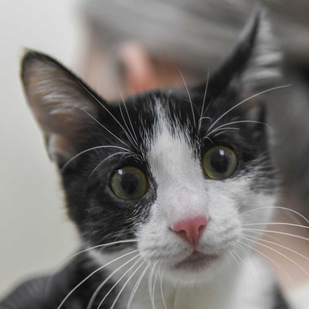 Coronado - Domestic Shorthair/Domestic Shorthair