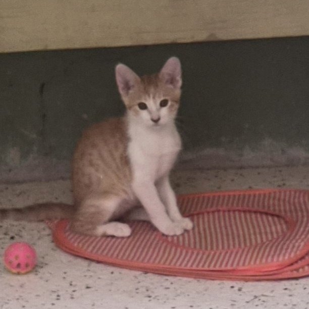 TIKTOK - Domestic Shorthair for adoption in Las Cruces