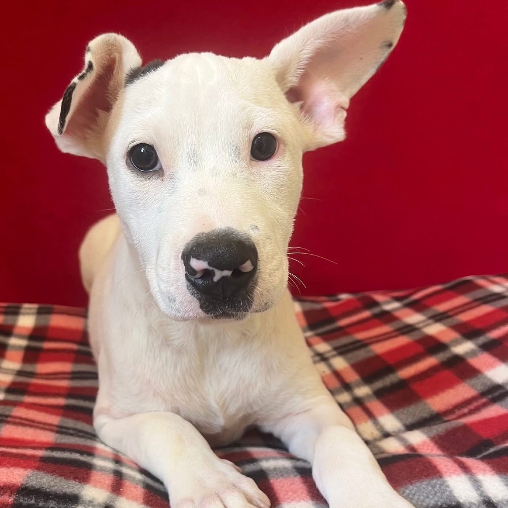 Weiser is available for adoption at TAPS No-Kill Animal Shelter