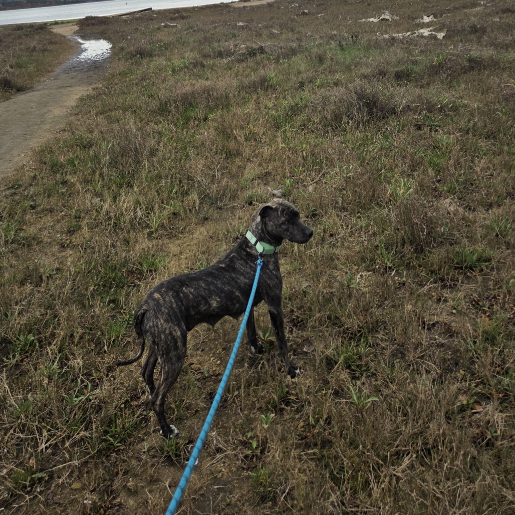 Melrose — thumbnail 5