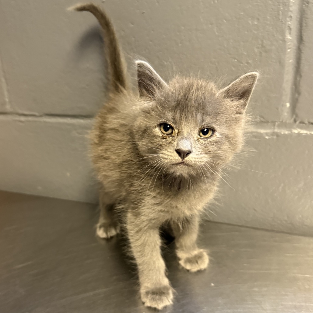 Tusc Stray 84543 2