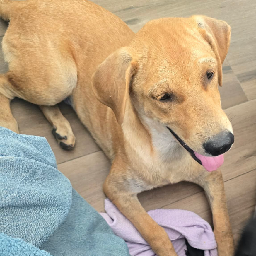 Labrador Retriever