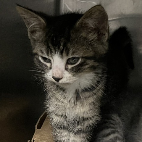 ZAY FLOWERS - Domestic Shorthair available for adoption