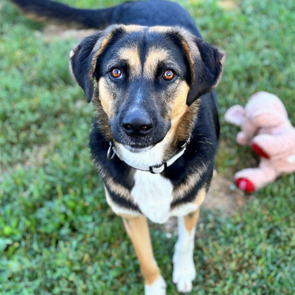 Junior