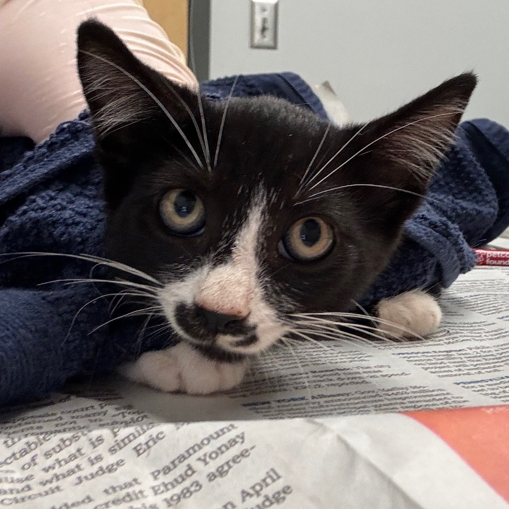 CHUNK - Domestic Shorthair available for adoption