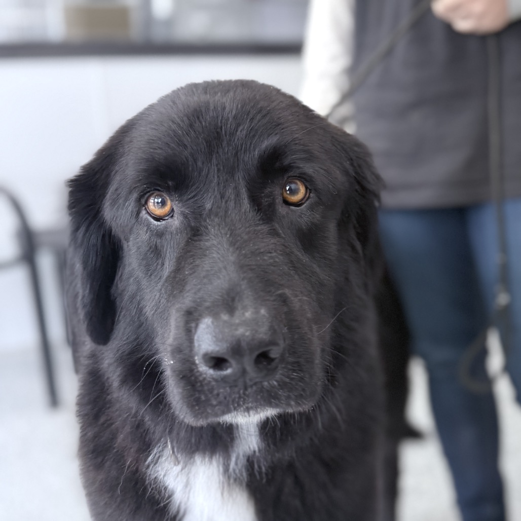 Scout, photo 13