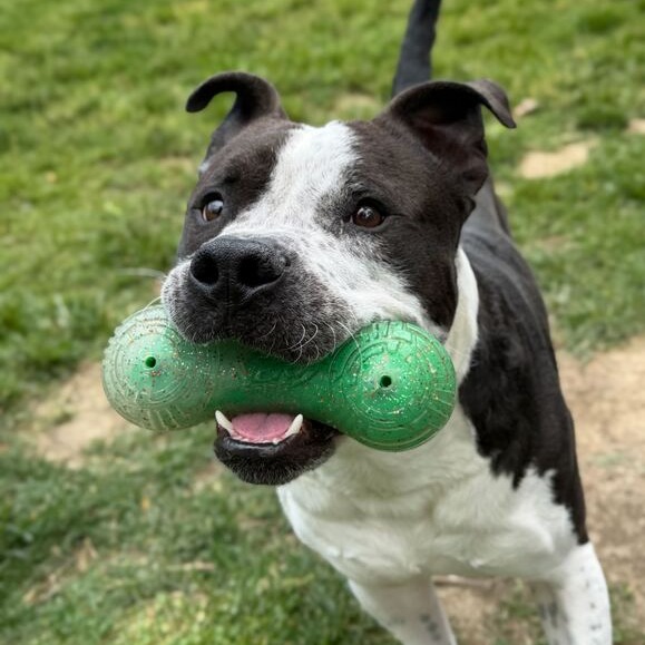 MAHOGANY - Terrier, American Pit Bull / Mixed Breed (Medium) available for adoption