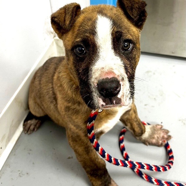 VESPER - Shepherd / Retriever available for adoption