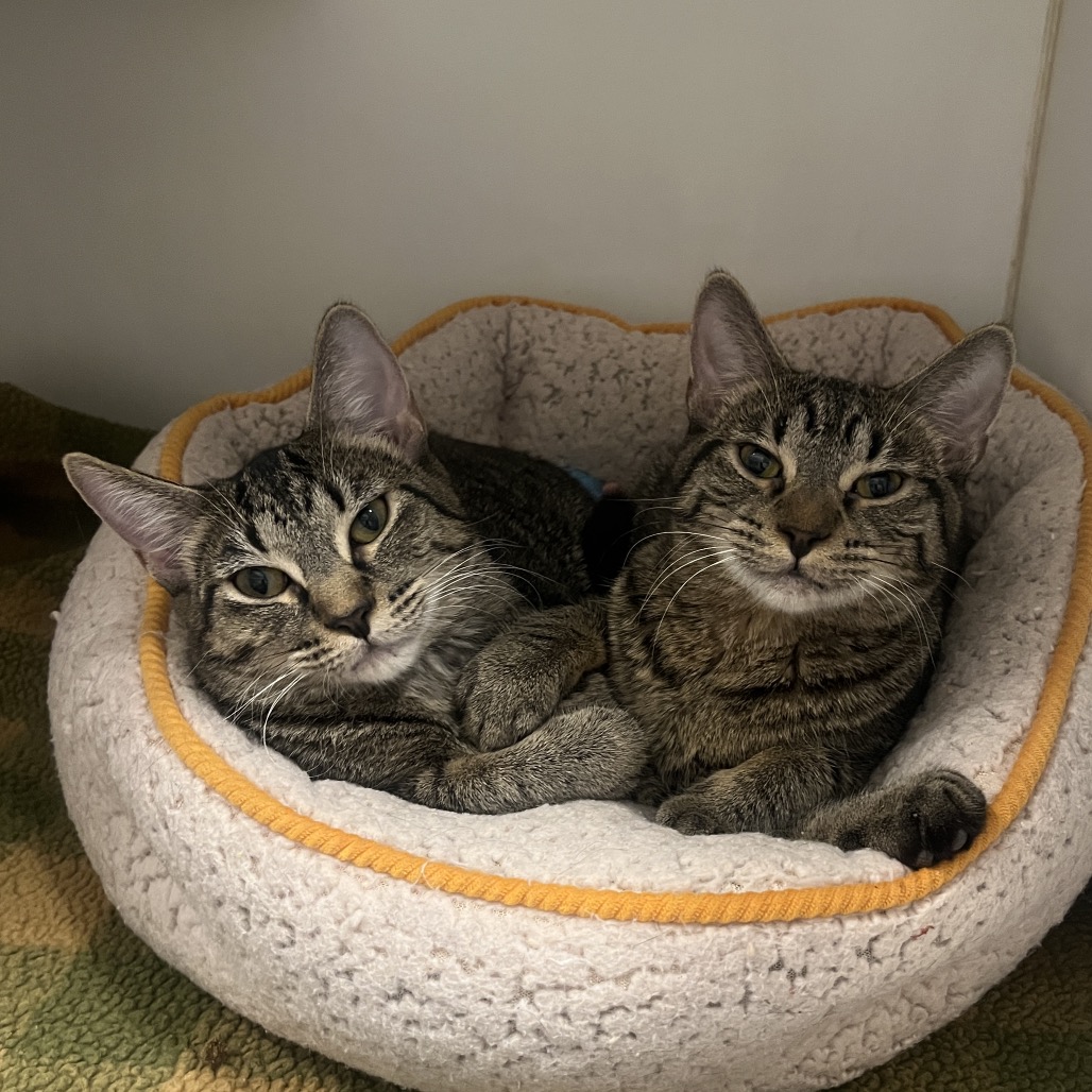 Nicki (bonded w/ Paris)
