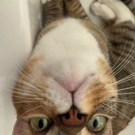 Nutmeg picture #21