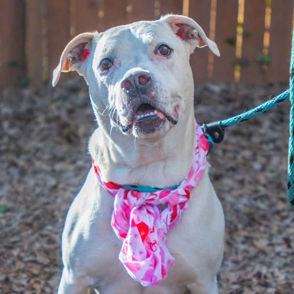 Casper (I Have a Secret Crush!), adoptable senior dog