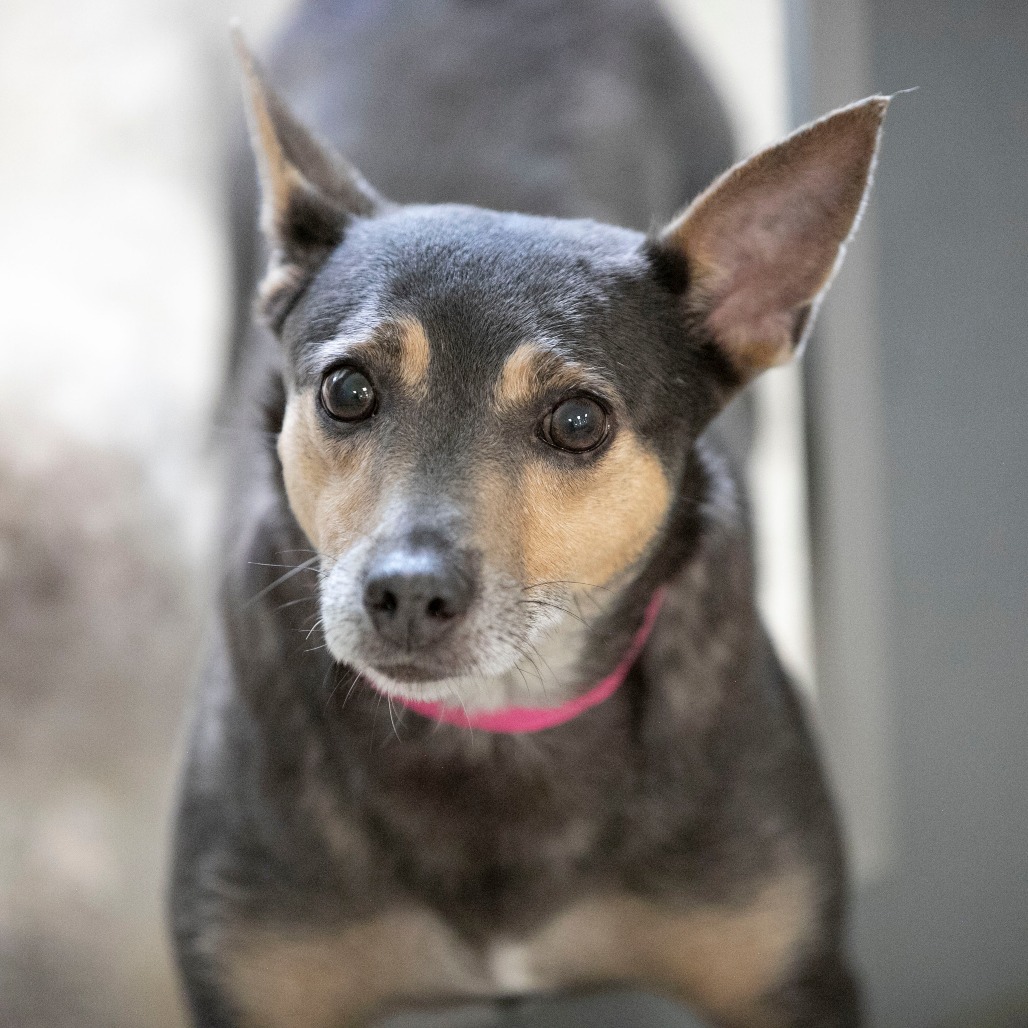 SEEKER (AG26-25) - Terrier / Rat available for adoption