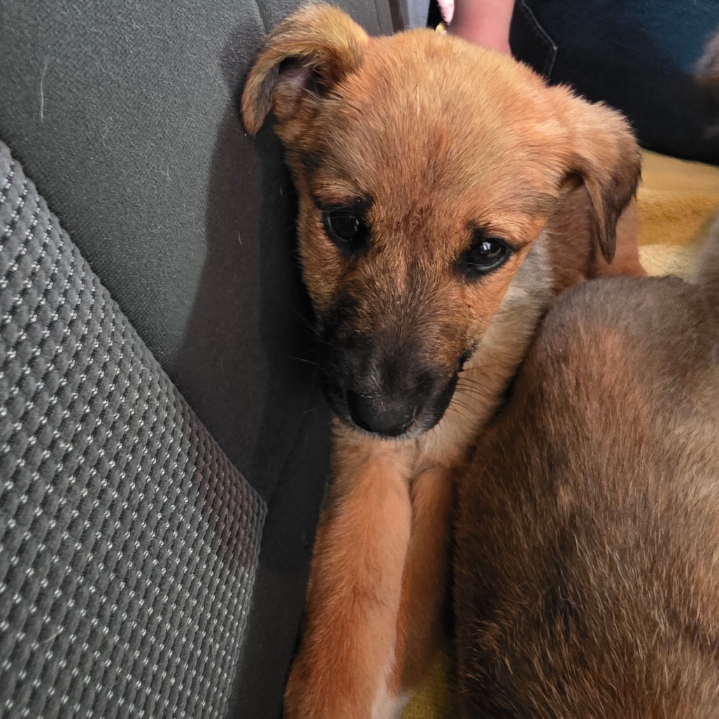 Silver Medal — thumbnail 6