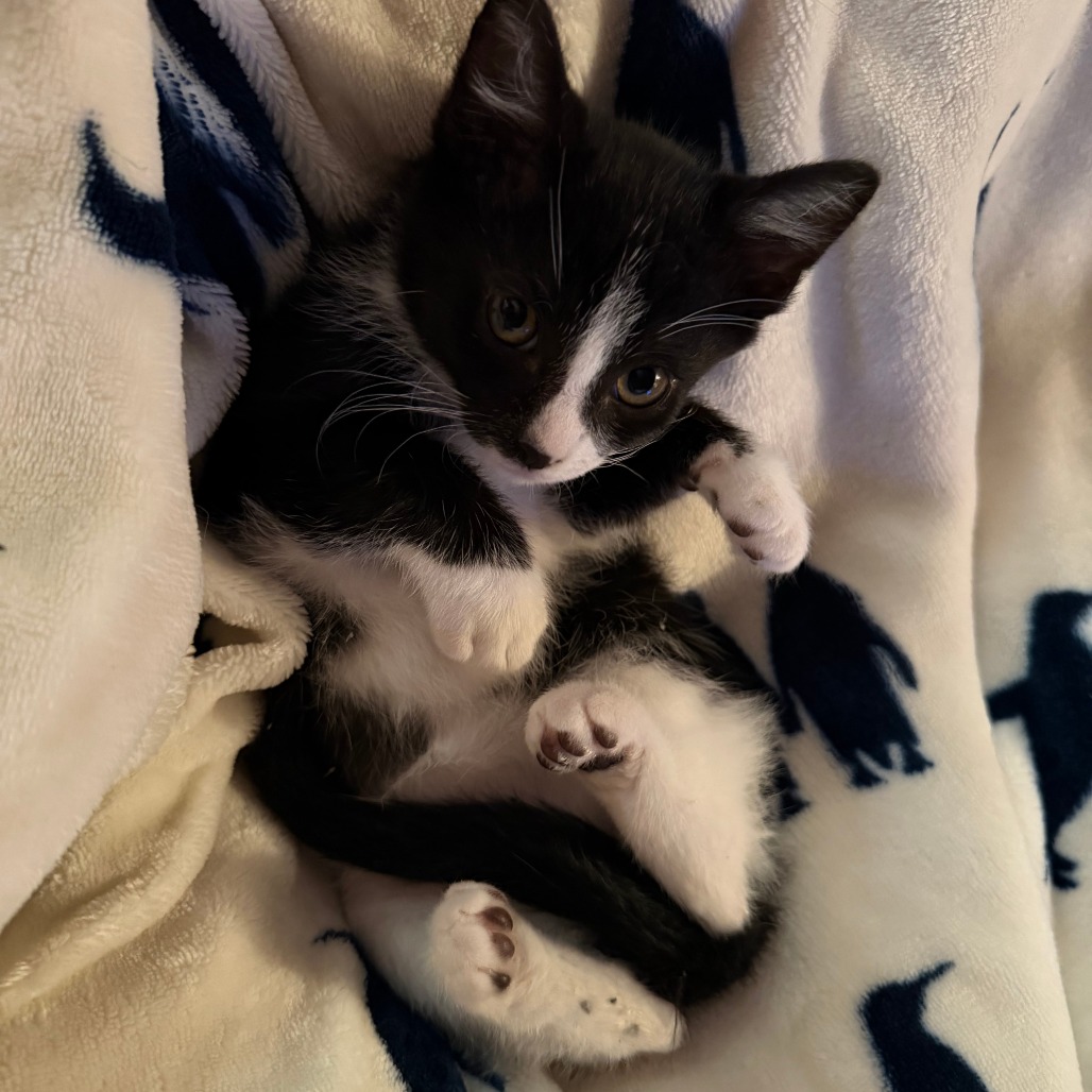 Bumblebee - Domestic Shorthair/Domestic Shorthair