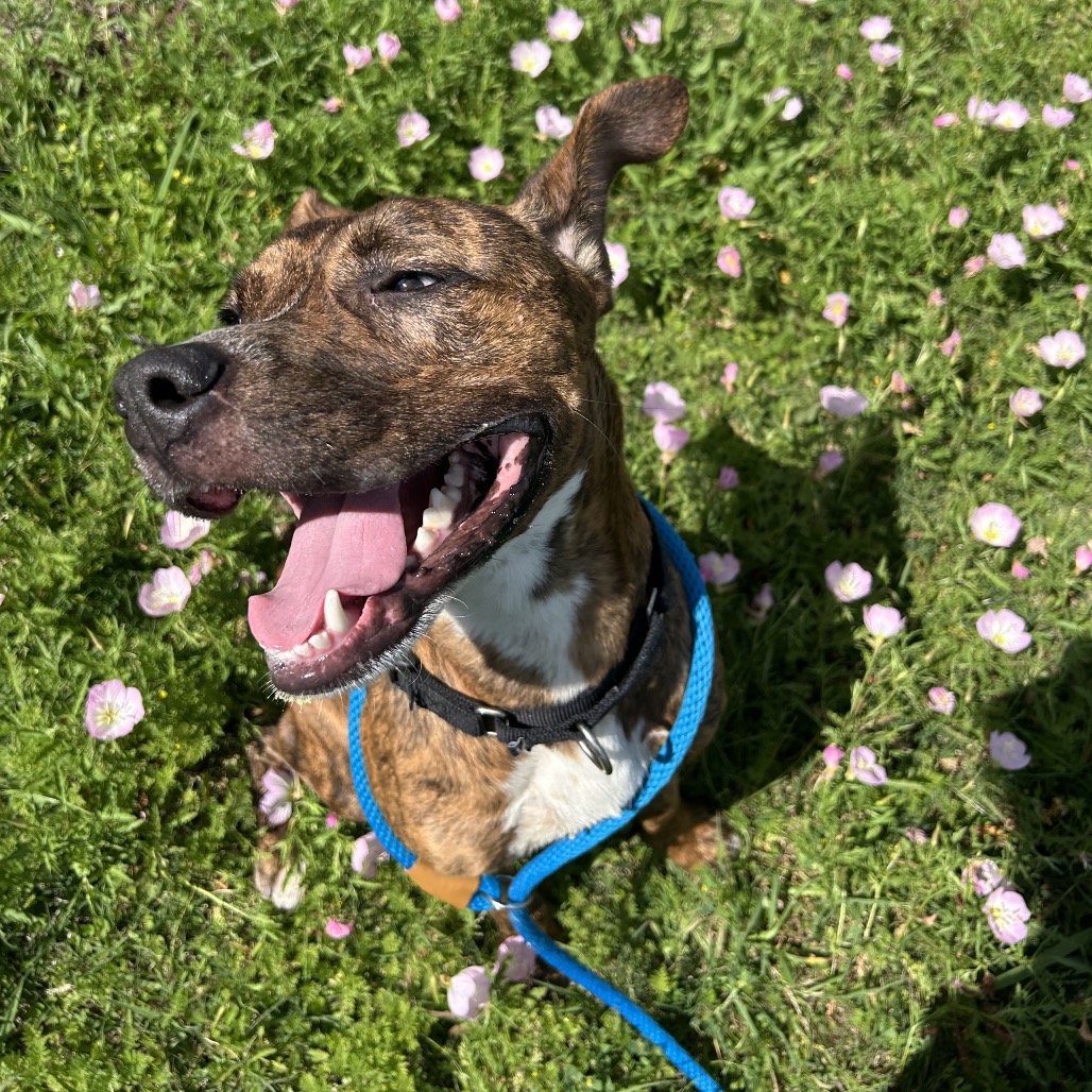 Chester, adoptable Mixed Breed (Medium) at Lifeline of Galveston County