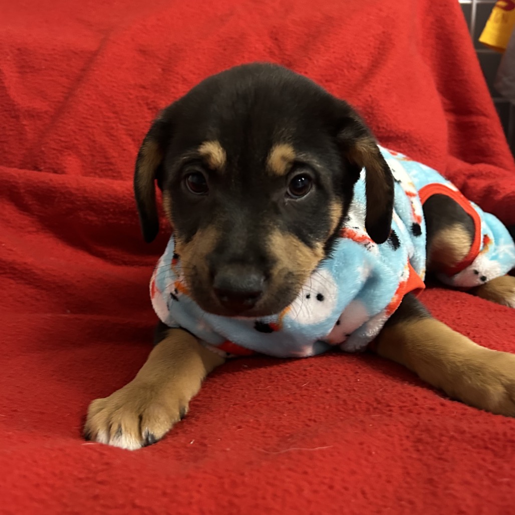 Black Retriever, Labrador Dog
