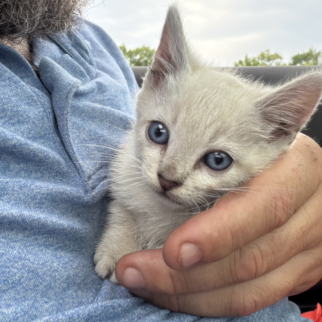 FROST - Siamese / Domestic Shorthair available for adoption