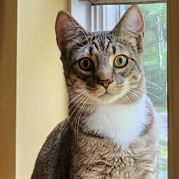 SHERLOCK - Domestic Shorthair available for adoption