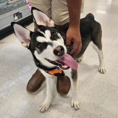 SNOW LILLY - Husky for adoption in Silver Spring