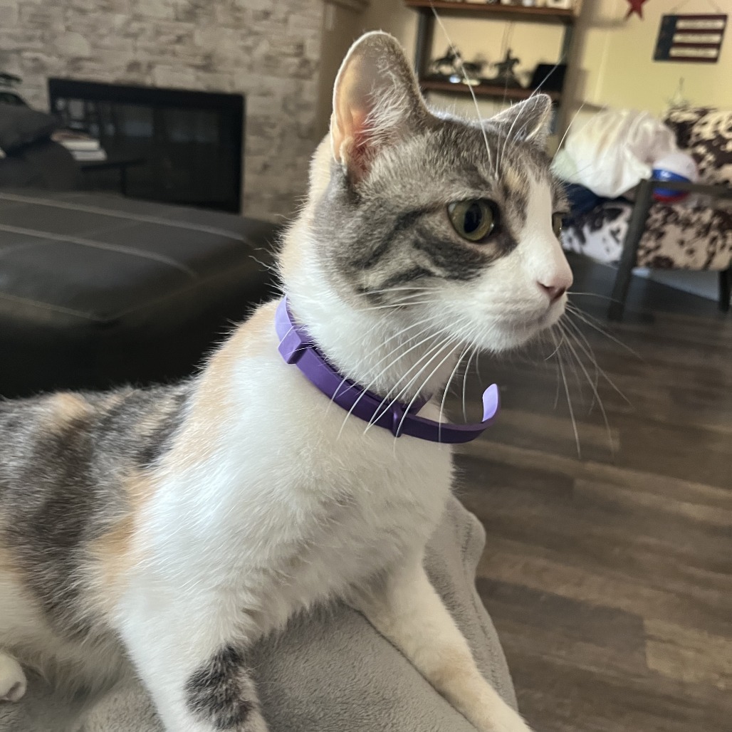 BELLA